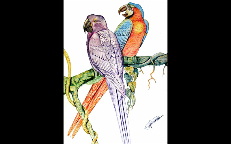 Gislene de Lima Gislene de Lima